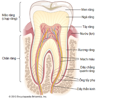 성인 치아의 구조