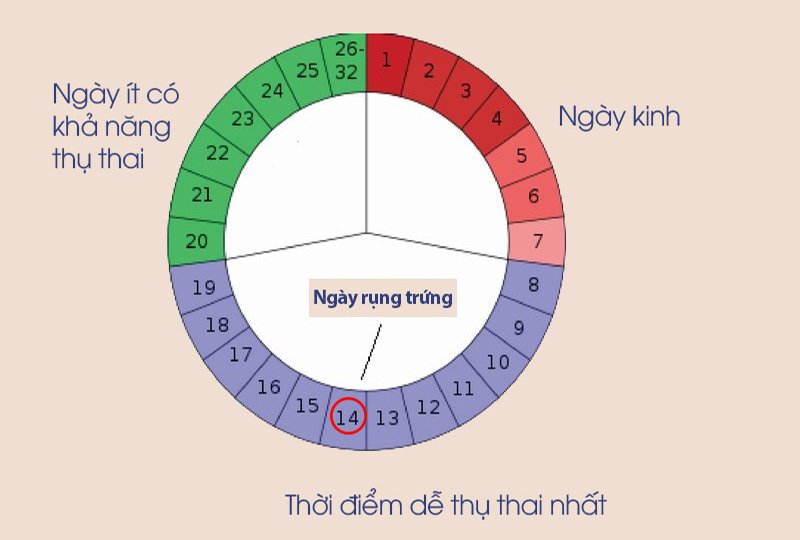 배란을 계산하는 방법