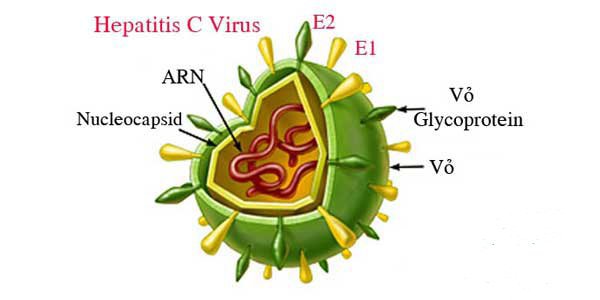 바이러스성 간염의 종류
