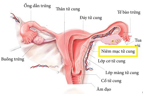 자궁내막