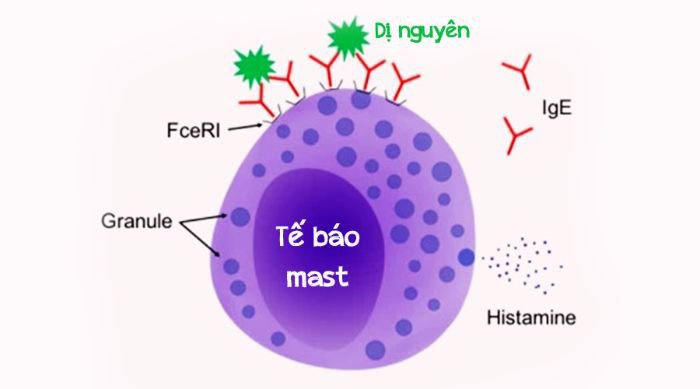 비만 세포 활성화 테스트(MAT)