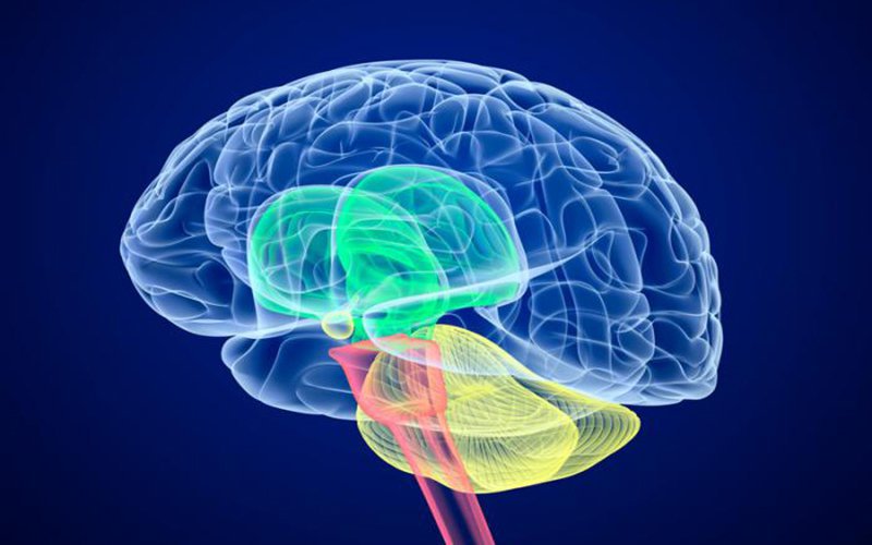 뇌는 중추신경계에서 중요한 역할을 하는 기관