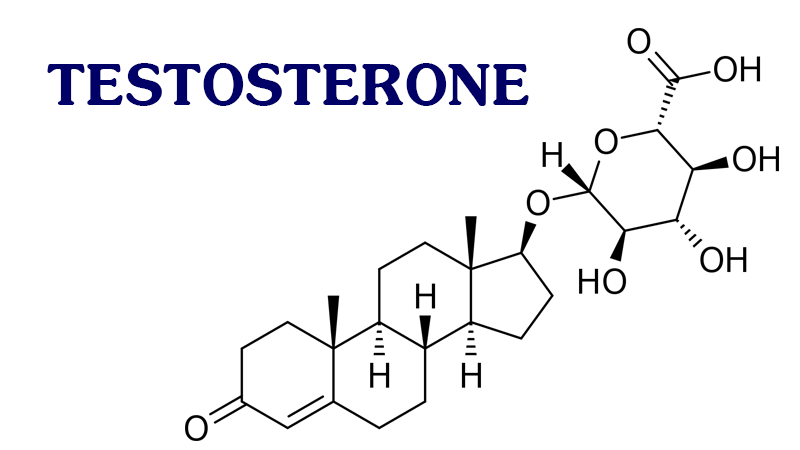 테스토스테론 균형