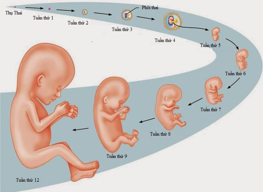 태아의 발달