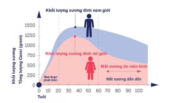 연령별 남성과 여성의 골량을 보여주는 그래프