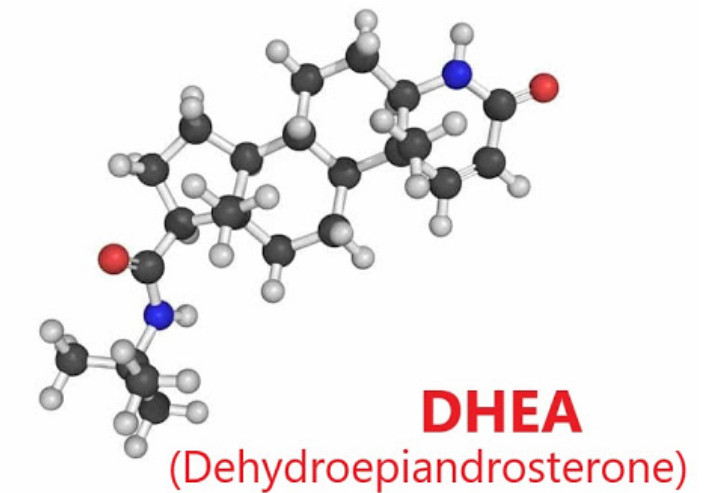 DHEA 호르몬
