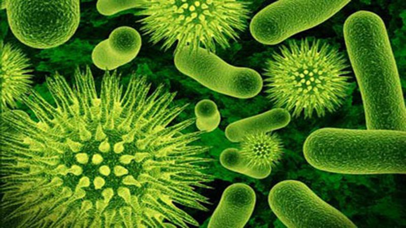 백일해를 일으키는 박테리아