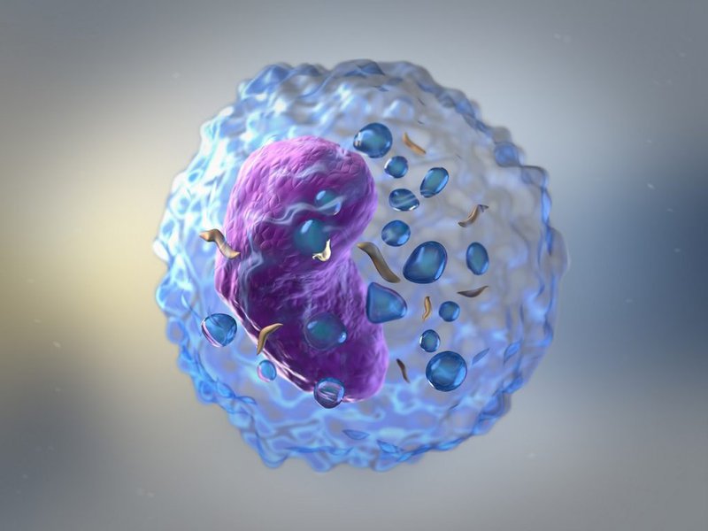 어린이 면역 체계의 NK 세포